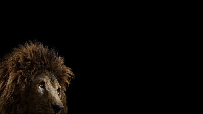 Lion with a dark background