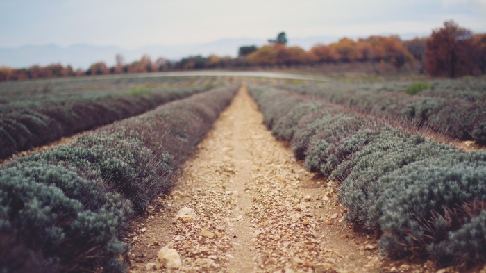 A dirt path through a lavender field in autumn