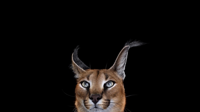 Caracal with tufted ears against a black background