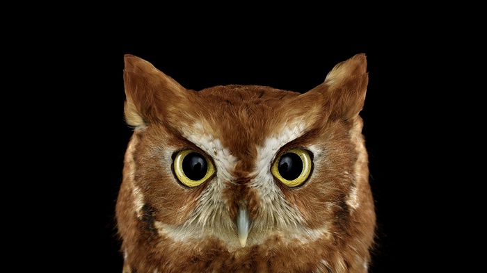Close-up of a brown owl with yellow eyes