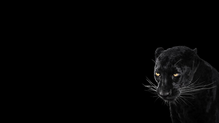 Black panther with yellow eyes on a black background