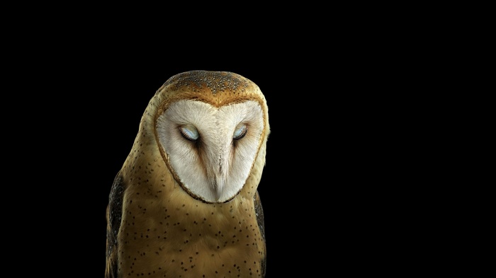 Barn owl with eyes closed against black background