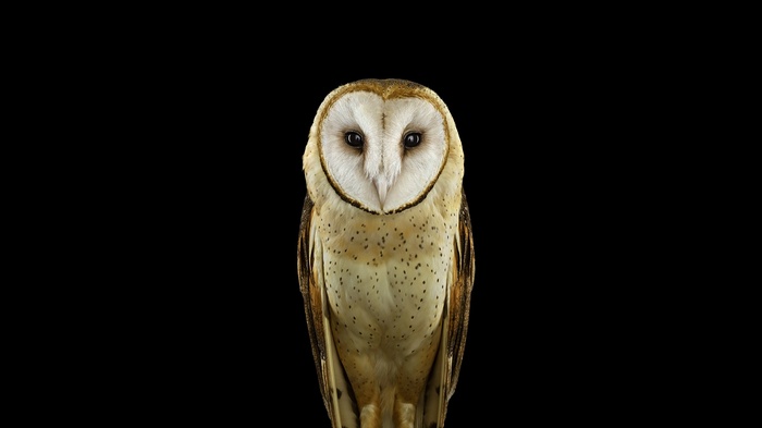 Barn owl with speckled feathers against black background