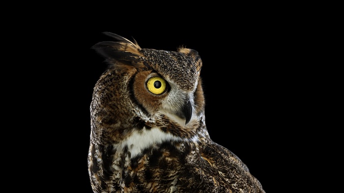 Great Horned Owl with yellow eyes on black background