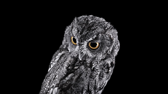 Close-up of a gray owl with yellow eyes