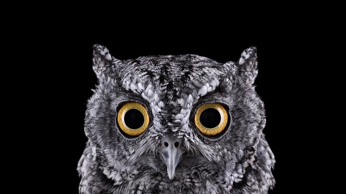 Close-up of an owl's face with yellow eyes