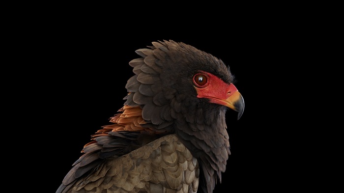 Close-up of a Bateleur eagle against a black background