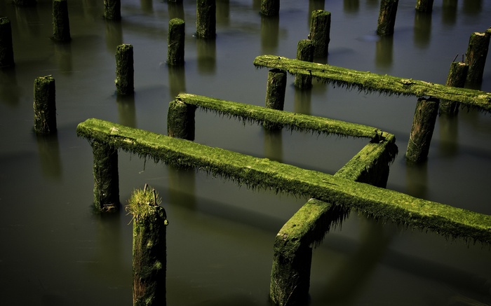 Moss-covered wooden pier pilings in water
