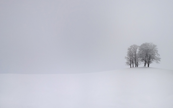 Snow-covered trees on a hill under an overcast sky
