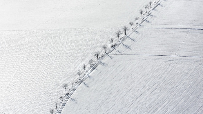 Aerial view of bare trees casting shadows on a snow-covered field