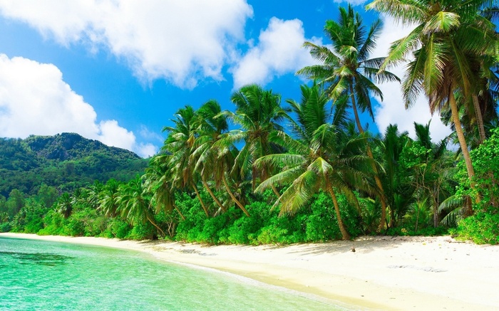 Tropical beach with palm trees and turquoise sea