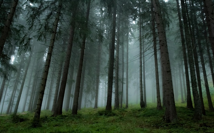Misty pine forest with green grass