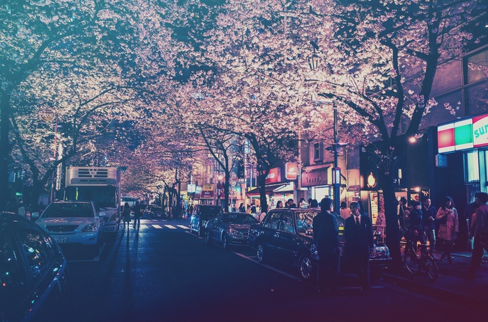 Street at night with cherry blossoms in Japan
