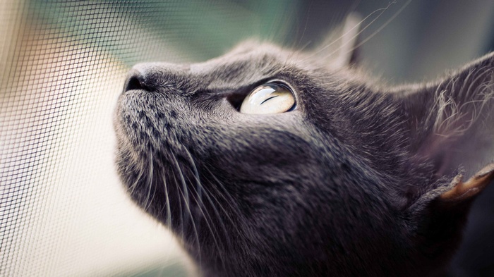 Close-up of a gray cat looking through a net