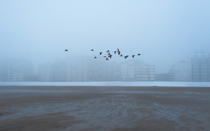 Birds flying over a misty beach with buildings