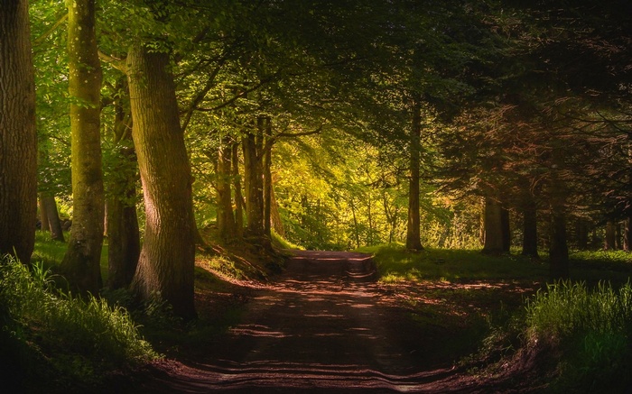 A sunlit path through a green forest in Denmark