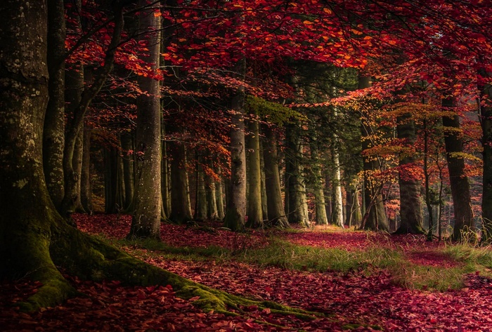 Autumn forest with red leaves and mossy trees