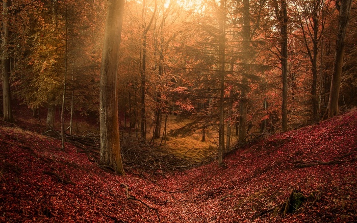 Autumn forest with sun rays filtering through trees