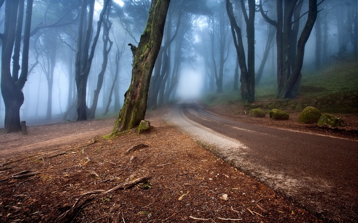 Misty forest road with trees and roots in Portugal
