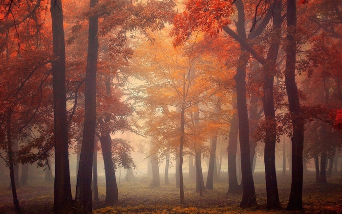 Misty autumn forest with red and orange leaves