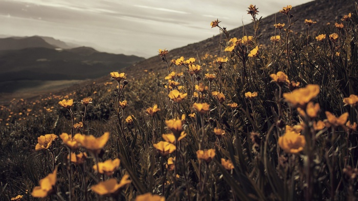 Yellow wildflowers on a mountain slope under an overcast sky