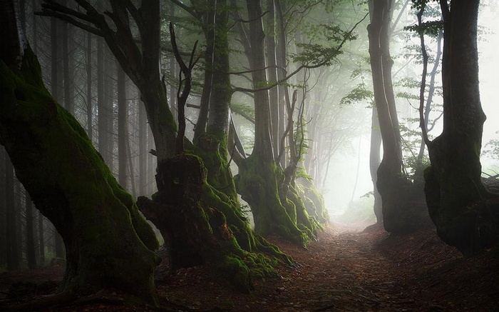 Misty forest path with ancient moss-covered trees