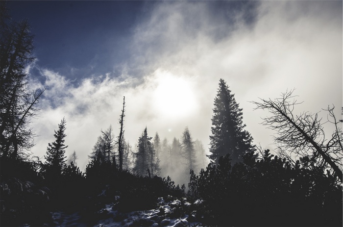 Silhouetted trees against a cloudy sky with sun.
