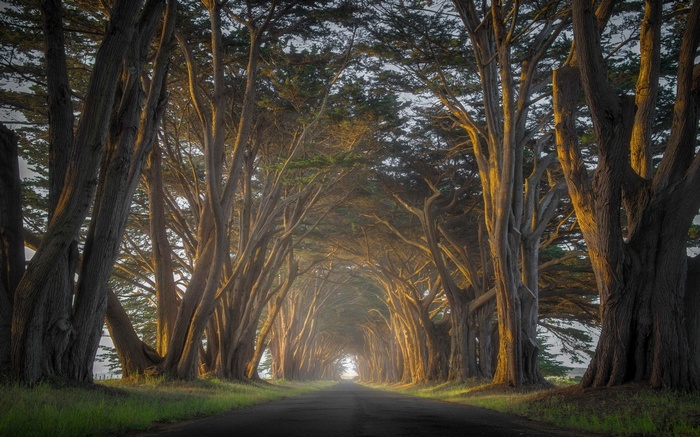 Road through a tunnel of cypress trees