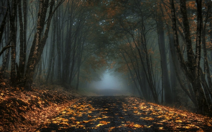A foggy forest road covered in autumn leaves