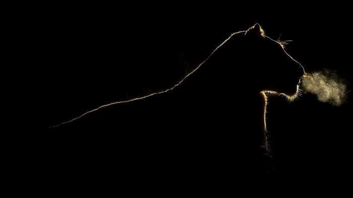 Silhouette of a lion exhaling steam