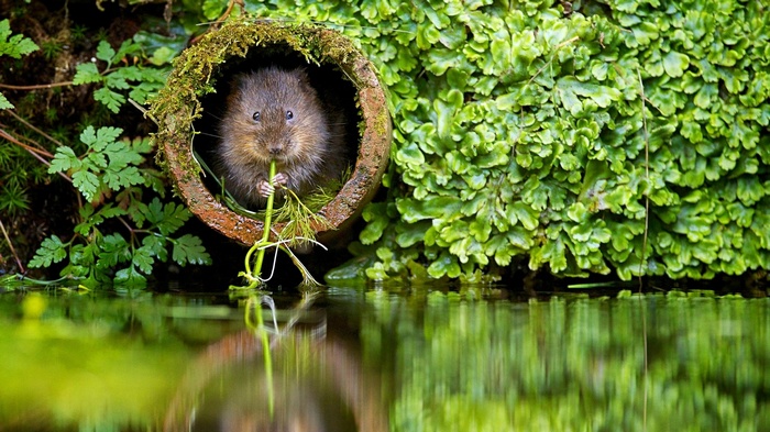 Water vole eating in a pipe by the water