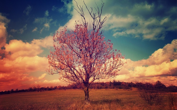 Tree in a field with colorful clouds