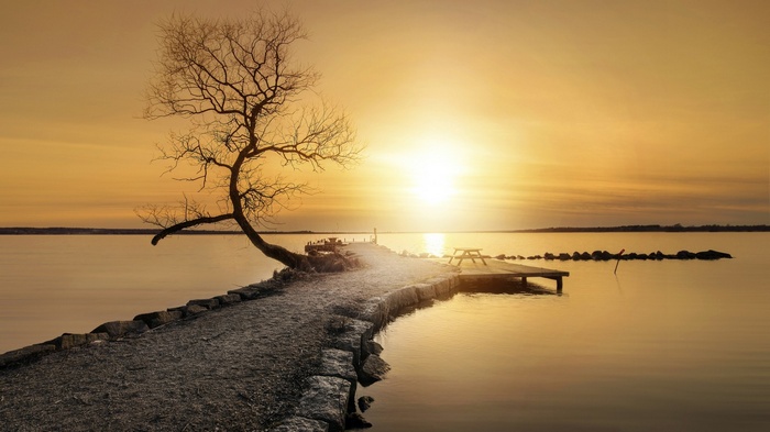 Tree on a pier at sunset over the water