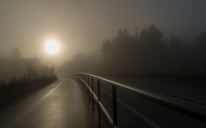 Foggy walkway with sun and trees