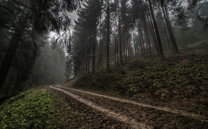 Muddy road through a dark, misty forest in Germany