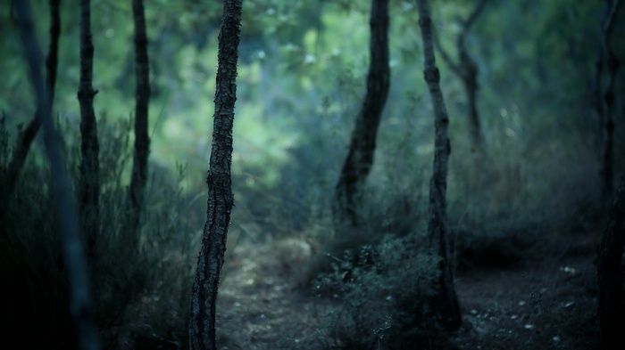 A dark and moody forest path