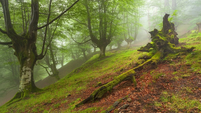 Misty forest with moss-covered trees and fallen logs