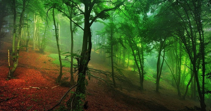 Misty forest with green trees and red leaves on the ground