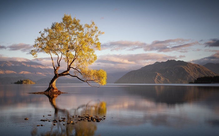 Lone tree reflected in a calm lake with mountains