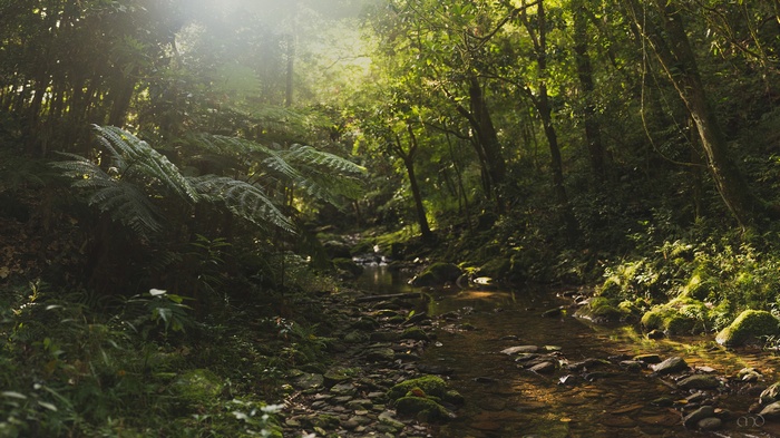Sunlight filtering through a forest stream