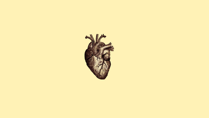 Anatomical heart drawing on a plain yellow background