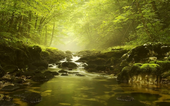 Misty forest stream with moss-covered rocks