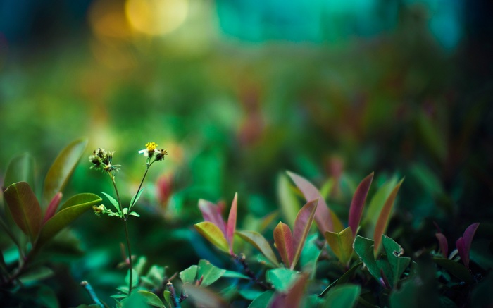 Macro shot of a small flower and green leaves