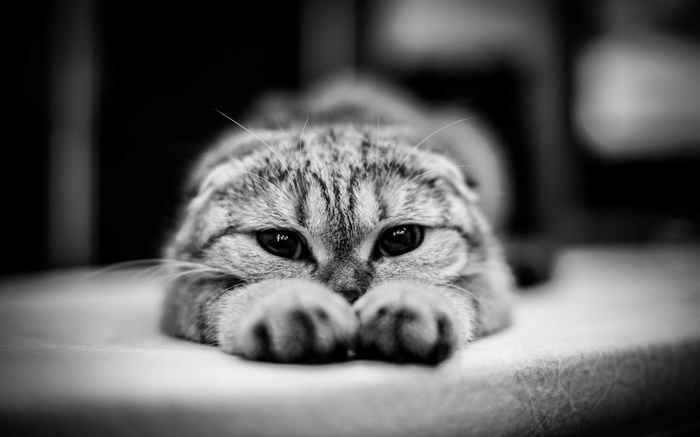 Monochrome close-up of a Scottish Fold cat