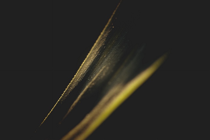 Close-up of golden light on plant leaves