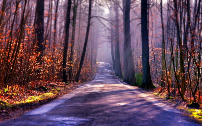 A winding road through a misty autumn forest
