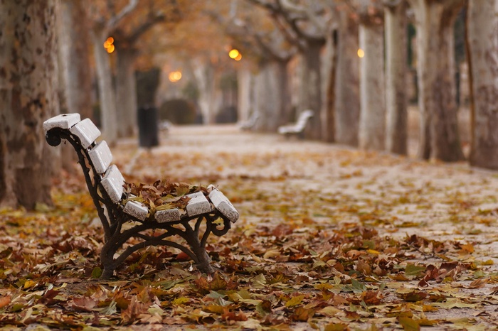 bench, fall, leaves, park