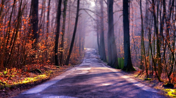 Road through a forest with autumn leaves and sunlight