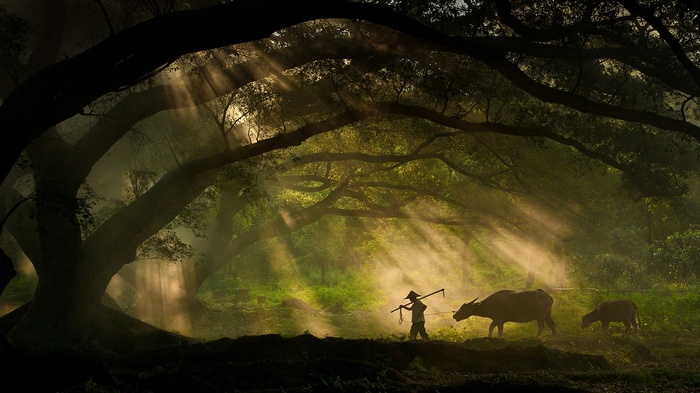Man and buffaloes walk through a sunlit forest