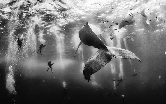 Scuba divers observe a humpback whale and fish underwater